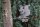 Baumstecker Glückstier - Eichhörnchen - Edelrost - 28 cm