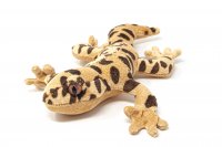 Cornelissen - Kuscheltier - Leopardgecko - 27 cm