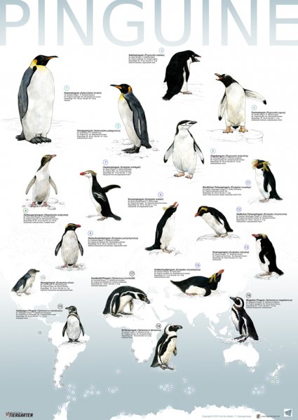 Artenplakat - Pinguine - A2 - laminiert