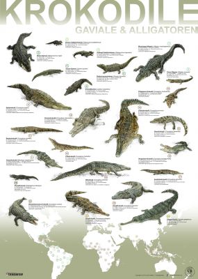 Artenplakat - Krokodile Gaviale & Alligatoren - A2 - laminiert
