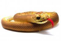 Kuscheltier - Schlange Äskulapnatter - 150 cm lang