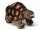 Cornelissen - Kuscheltier - Landschildkröte braun - 20 cm