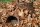 Igelkorb - Nest für Igel aus Weidenzweigen