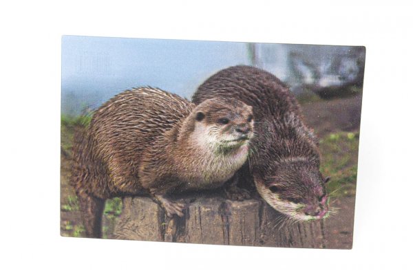 3D Postkarte Otter