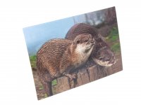 3D Postkarte Otter