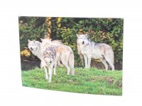 3D Postkarte Wolfsrudel