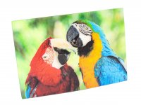 3D Postkarte Papageien