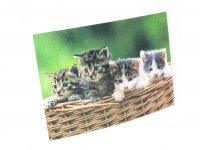 3D Postkarte Kätzchen