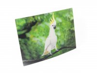 3D Postkarte Kakadu