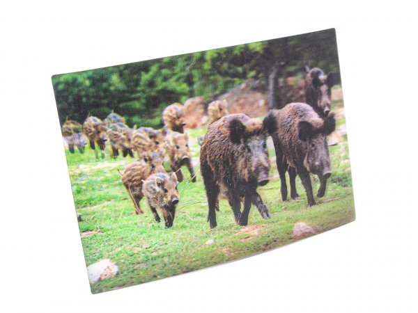 3D Ansichtskarten/Postkarten Frischlinge Wildschwein-Jungtiere 