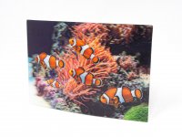 3D Postkarte Clownfische