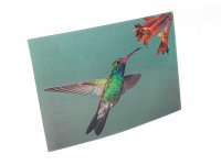 3D Postkarte Kolibri