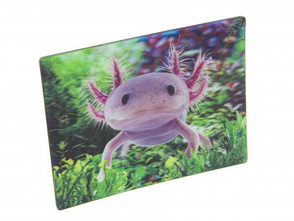 3D Magnet Axolotl