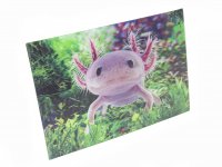 3D Postkarte Axolotl