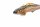 Holzkugelschreiber - Fisch, Forelle, ca. 20cm