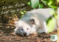Postkarte Wildpark Müden - Marderhund (Motiv 24)