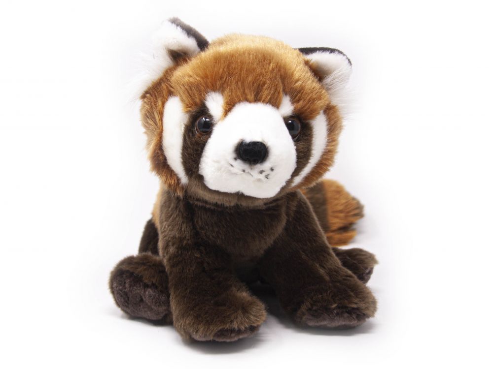 Roter Panda: Wissenswertes zur bedrohten Tierart 