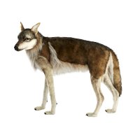 Hansa Creation - XXL Stofftier -  Wolf stehend 105cm