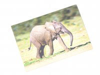 3D Postkarte Elefantenbaby