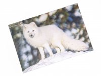 3D Postkarte Polarfuchs