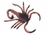 Spieltier Skorpion hell