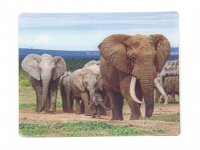 3D Magnet Elefanten Familie