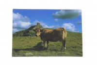 3D Postkarte Aubrac Kuh