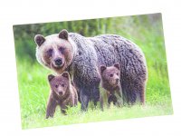 3D Postkarte Braunbär Familie