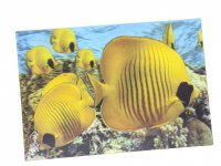 3D Postkarte Falterfische