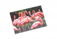 3D Postkarte Flamingos
