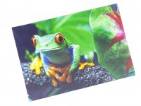 3D Postkarte Frosch
