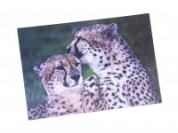 3D Postkarte Geparde