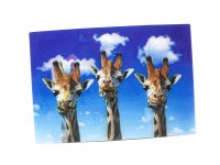 3D Postkarte Giraffen