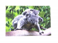 3D Postkarte Koalas