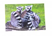 3D Postkarte Lemuren