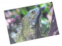 3D Postkarte Leguan