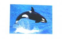 3D Postkarte Orca