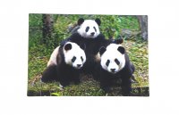 3D Postkarte Panda Familie
