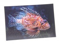 3D Postkarte Rotfeuerfisch