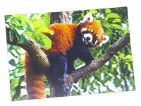 3D Postkarte Roter Panda