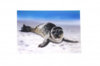 3D Postkarte Seehund