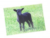 3D Postkarte schwarzes Suffolk Schaf