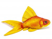 GABY fish pillows - Kissen - Goldfisch - 52 cm