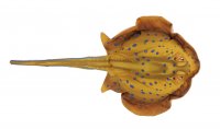 Gabyfishpillow - Kuscheltier - Blaupunktrochen - 50 cm