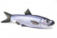 GABY fish pillows - Kissen - Hering - 37 cm