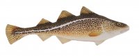 Gabyfishpillow- Kuscheltier - Dorsch - 32 cm