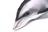 GABY fish pillows - Kissen - Delfin - 55 cm
