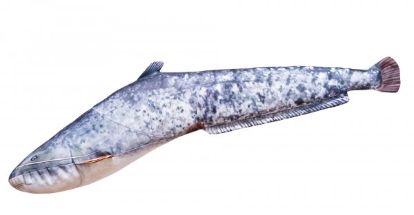 Gabyfishpillows - Kuscheltier - Europäischer Wels - 62 cm