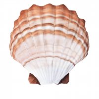 GABY fish pillows - Kissen - Jakobsmuschel orange - 40 cm