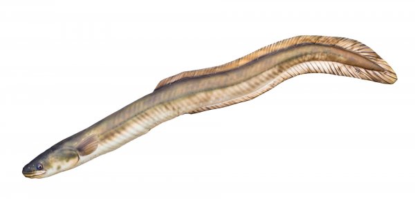 Gabyfishpillows - Kuscheltier - Europäischer Aal - 115 cm
